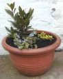 plants in pot