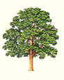 poplar tree
