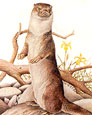 stoat
